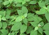 Nettle Extract