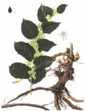 Resveratrol and Polydatin