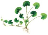 Centella Asiatica Extract