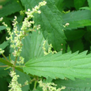 Nettle Extract