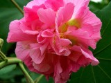 Hibiscus Flower Extract