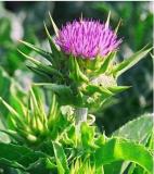  Silybum  Marianum