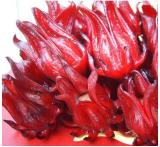  Hibiscus   Roselle   Extract 