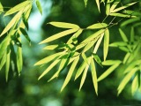 Bamboo Leaf Extract