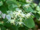 Epimedium Extract