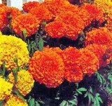 Marigold Extract Powder