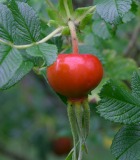 Rose Hip Extract