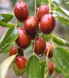 Zizyphus  Jujuba   Extract 