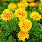 Lutein and Zeaxanthin