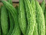 Bitter Melon Extract