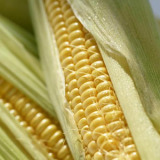 Phytosterols