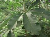 Magnolia Bark Extract