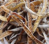 Wakame (fucoxanthin)