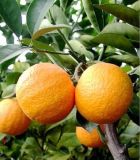  Hesperidin   Extract 