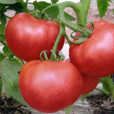 Tomato Extract