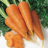 Carrot Extract