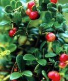 Ursolic Acid