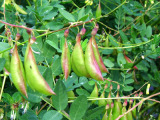 Astragalus Extract