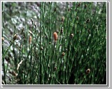 Horsetail Extract