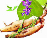 Puerariae Extract