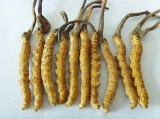 Cordyceps Extract