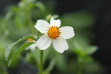 Feverfew Extract