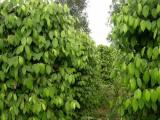 Piperine