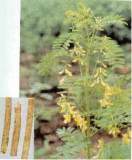 Astragalus Extract (Astragaloside Iv 90%)