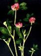 Red Clover Extract/ Total Isoflavone
