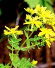 St. John's Wort P. E.