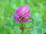Red Clover P. E (568