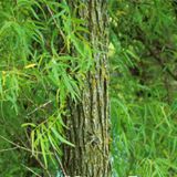 White Willow Bark P. E (84082