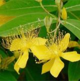 St. John's Wort P. E (548