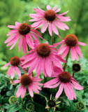 Echinacea Purpurea Herb P.E