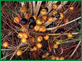 Saw Palmetto P. E. (WD