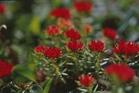  Rhodiola  Ros e a  P .  E .