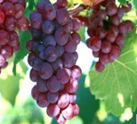 Grape Seed Extracts (SG004)