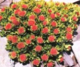 Rhodiola Rosea P. E