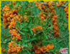Hippophae Fructus Leaves Extract