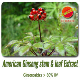  Ginseng  Stem    Leaf  Extract
