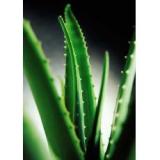 Aloe Vera Extract Powder