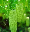 Bitter Melon P. E.
