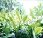Black Cohosh P. E.