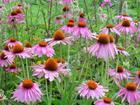  Echinacea   Purpurea   P .  E .