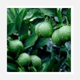 Citrus Aurantium P. E.