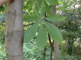 Horse Chestnut P. E.