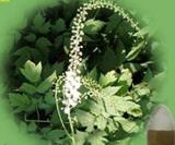 Black Cohosh Extract, Black Cohosh P. E.