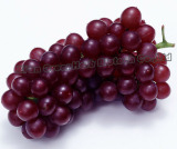  Grape   Seed   Extract   Procyanidin  (S