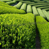 Green Tea Extraction Polyphenols (S