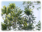 Tongkat Ali (Eurycoma) P. E. (25: 1, 100: 1)